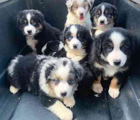 Australian Shepherd Puppies Munich