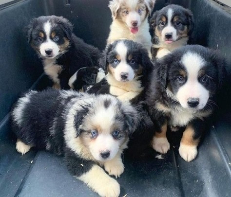 Australian Shepherd Puppies Wiesbaden - photo 1