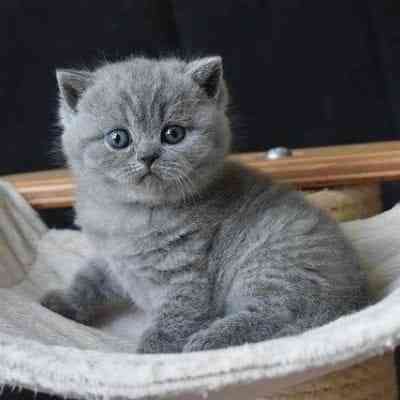 British Shorthair kittens Дрезден