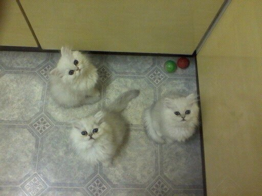 Sovereign Chinchilla Persian Kittens Potsdam - изображение 2