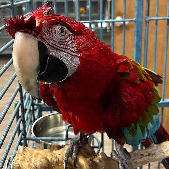 Beautiful Parrot Erfurt