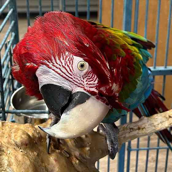 Beautiful Parrot Эрфурт