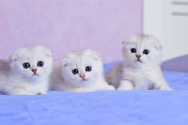 Schöne männliche und weibliche Scottish Fold Kätzchen Berlin - photo 1