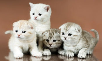 Hervorragende Scottish Fold Kätzchen Мюнхен - изображение 1