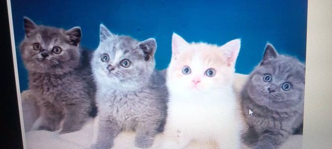 British Shorthair kittens Munich - photo 1