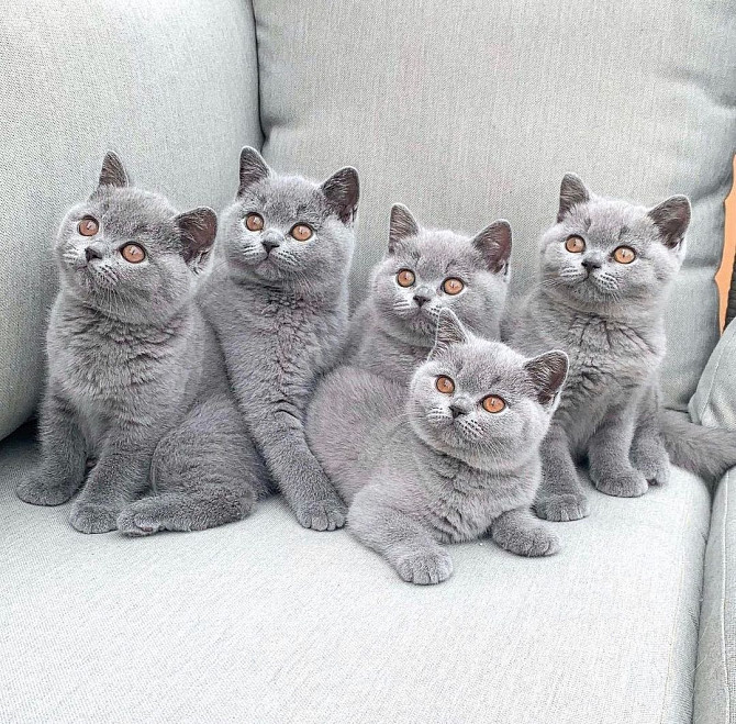 British Shorthair kittens Майнц - изображение 1