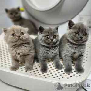 British Shorthair kittens Магдебург