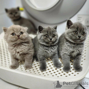 British Shorthair kittens Magdeburg - photo 1