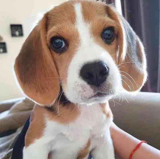 Beagle-Welpen zu verkaufen Hamburg