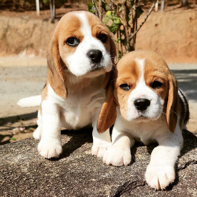 Beagle-Welpen zu verkaufen Hamburg - photo 1