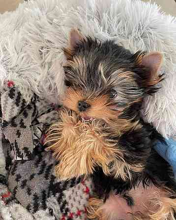 2 wunderschöne Yorkshire Terrier-Welpen zu verkaufen Hamburg