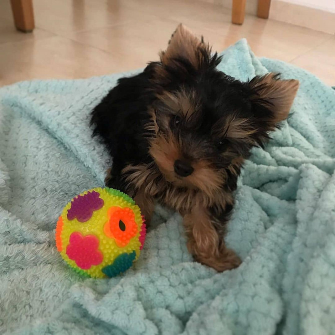 2 wunderschöne Yorkshire Terrier-Welpen zu verkaufen Гамбург - изображение 1