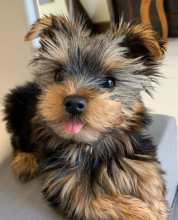 2 wunderschöne Yorkshire Terrier-Welpen zu verkaufen Hamburg - изображение 3