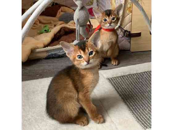 Abyssinian kittens Эрфурт