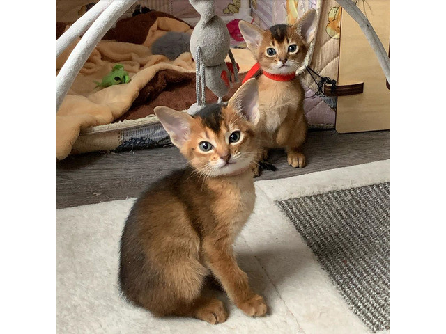 Abyssinian kittens Erfurt - photo 1