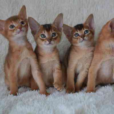 Abyssinian kittens Stuttgart