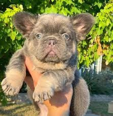 Flauschige Französische Bulldoggenwelpen verfügbar. Hamburg - photo 1