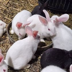 Kaninchen zur Neuvermittlung verfügbar Hamburg - photo 1