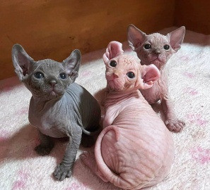 Sphynx kittens Шверин - изображение 1