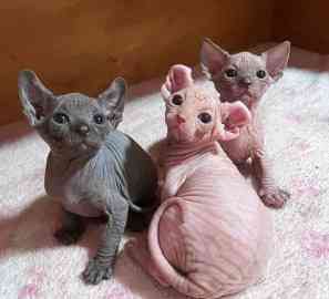 Sphynx kittens Вісбаден