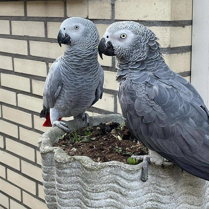 Graupapagei und jede gewünschte Rasse zu verkaufen Hamburg - photo 1