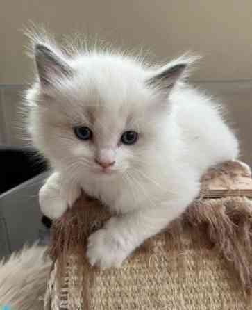 Beautiful Ragdoll Kittens For sale. Кёпеник