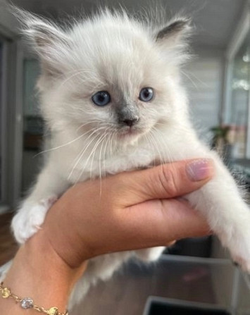 Beautiful Ragdoll Kittens For sale. Berlin Koepenick - photo 2