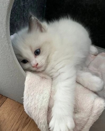 Beautiful Ragdoll Kittens For sale. Köpenick - изображение 1