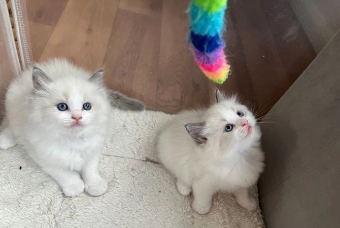 Beautiful Ragdoll Kittens For sale. Кёпеник - изображение 3