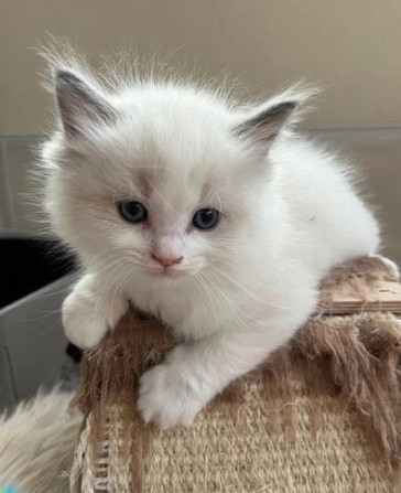 Beautiful Ragdoll Kittens For sale. Köpenick - изображение 4