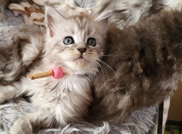 Maine-Coon-Kätzchen zur Vermittlung Вісбаден - изображение 5