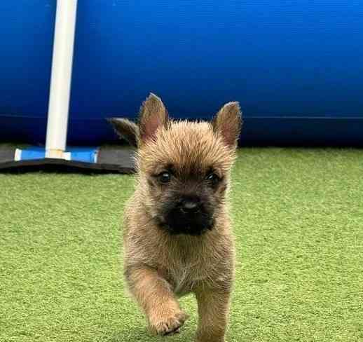 Elegante Cairn-Terrier-Welpen zur Vermittlung. Вісбаден