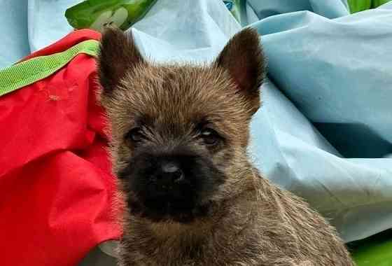 Elegante Cairn-Terrier-Welpen zur Vermittlung. Wiesbaden