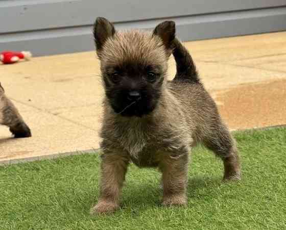 Elegante Cairn-Terrier-Welpen zur Vermittlung. Wiesbaden