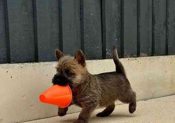 Elegante Cairn-Terrier-Welpen zur Vermittlung. Wiesbaden