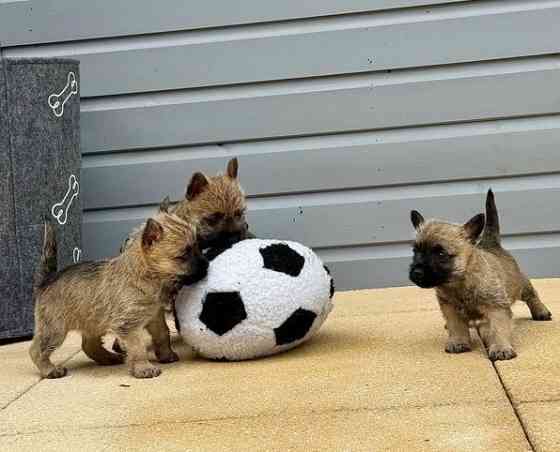 Elegante Cairn-Terrier-Welpen zur Vermittlung. Wiesbaden