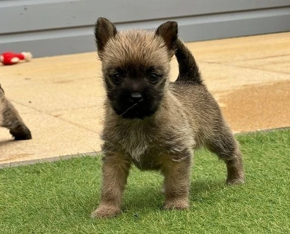 Elegante Cairn-Terrier-Welpen zur Vermittlung. Wiesbaden - изображение 3