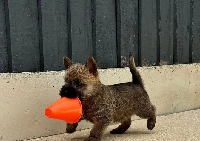 Elegante Cairn-Terrier-Welpen zur Vermittlung. Вісбаден - изображение 6