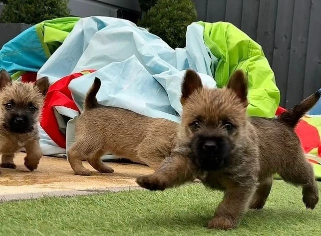 Elegante Cairn-Terrier-Welpen zur Vermittlung. Wiesbaden - изображение 7