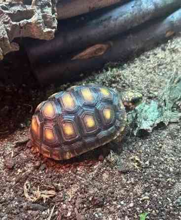 Rotfußschildkröte und Hermannsschildkröte erhältlich Duesseldorf