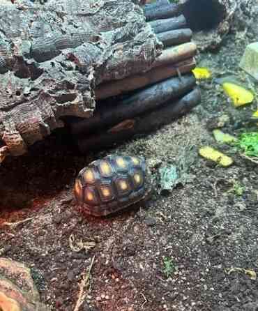 Rotfußschildkröte und Hermannsschildkröte erhältlich Duesseldorf