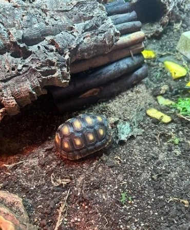 Rotfußschildkröte und Hermannsschildkröte erhältlich Duesseldorf - photo 1