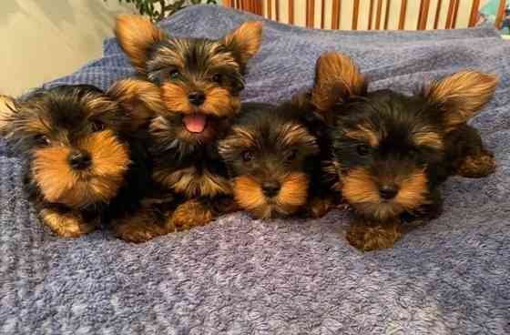 Süße, liebevolle Yorkie-Babys zu verkaufen. Düsseldorf