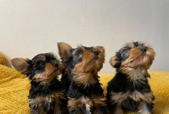 Süße, liebevolle Yorkie-Babys zu verkaufen. Düsseldorf - изображение 3