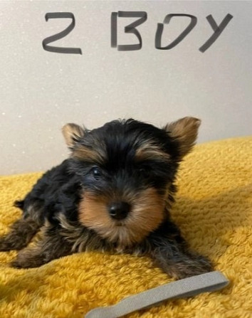 Süße, liebevolle Yorkie-Babys zu verkaufen. Дюссельдорф - изображение 1