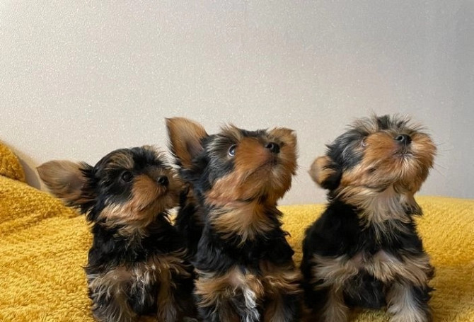 Süße, liebevolle Yorkie-Babys zu verkaufen. Duesseldorf - photo 5