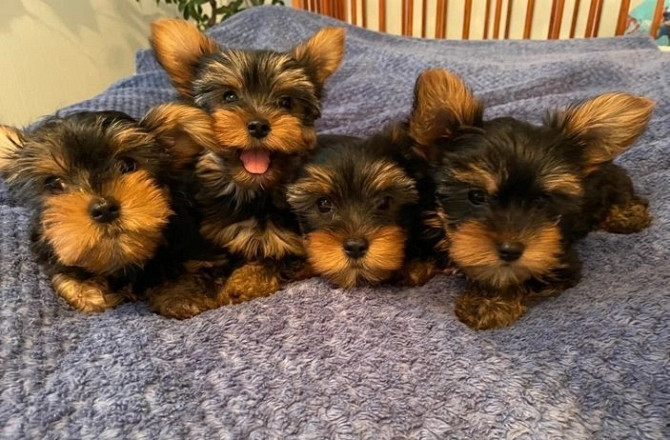 Süße, liebevolle Yorkie-Babys zu verkaufen. Düsseldorf - изображение 4