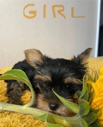 Süße, liebevolle Yorkie-Babys zu verkaufen. Düsseldorf - изображение 2