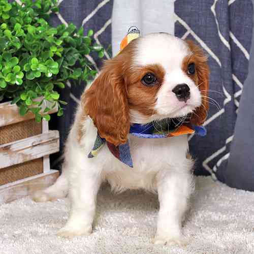 Cavalier King Charles Spanie Штутгарт