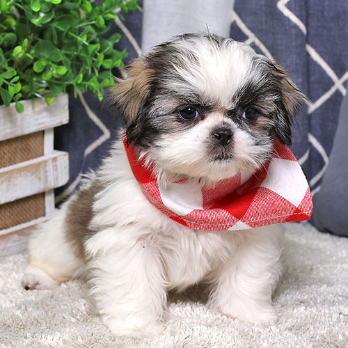 Shih Tzu zu verkaufen Ганновер - изображение 1